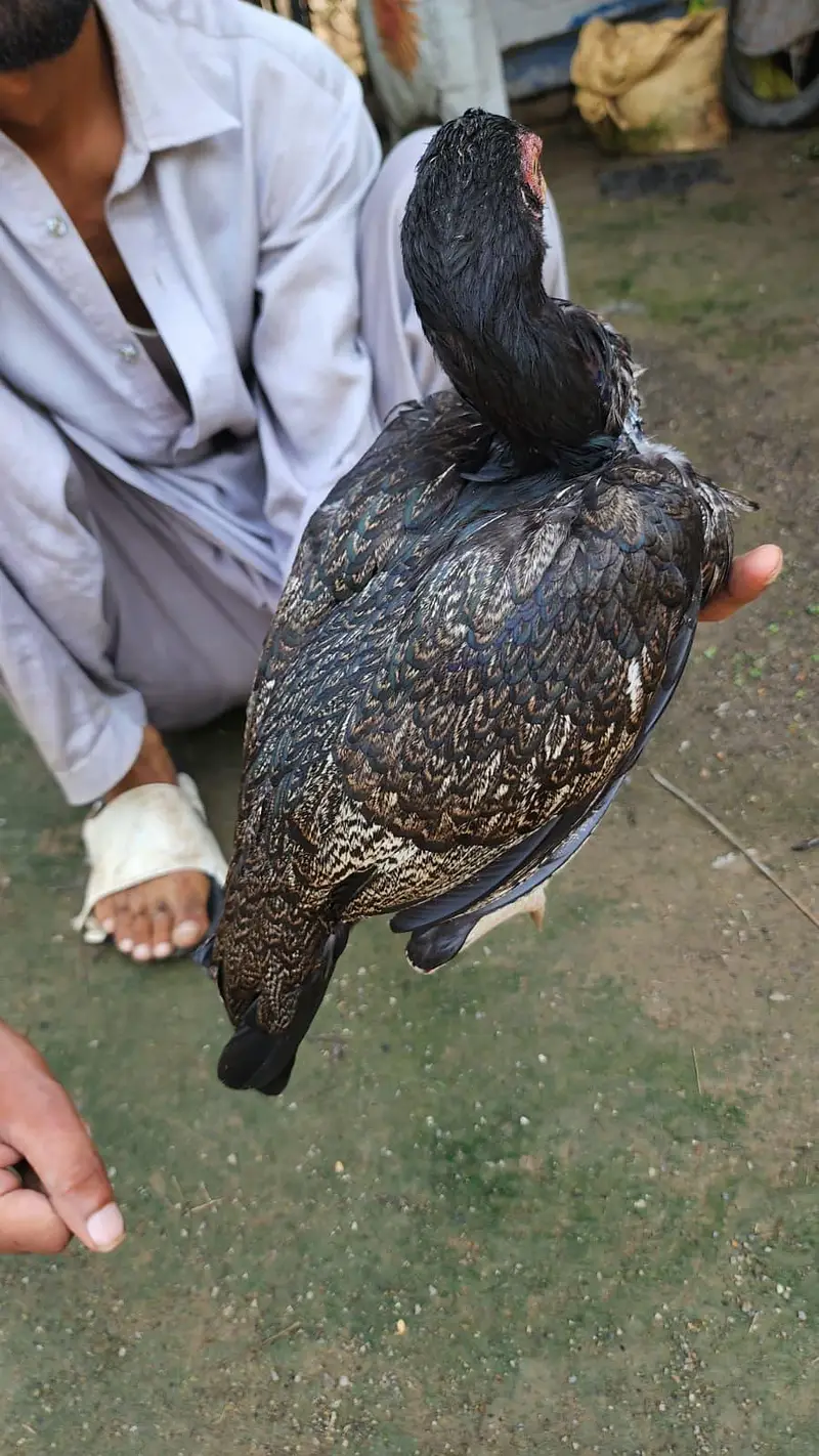 amrohi or marathi madi available — photo 9