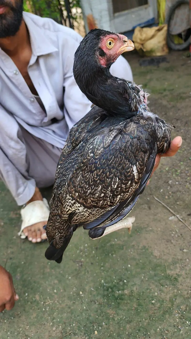 amrohi or marathi madi available — photo 10