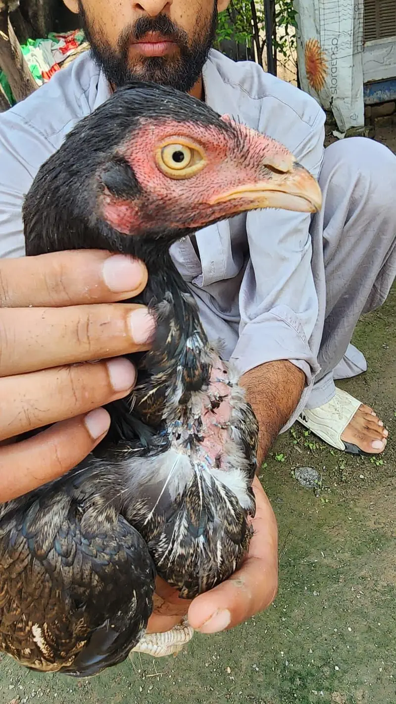 amrohi or marathi madi available — photo 11