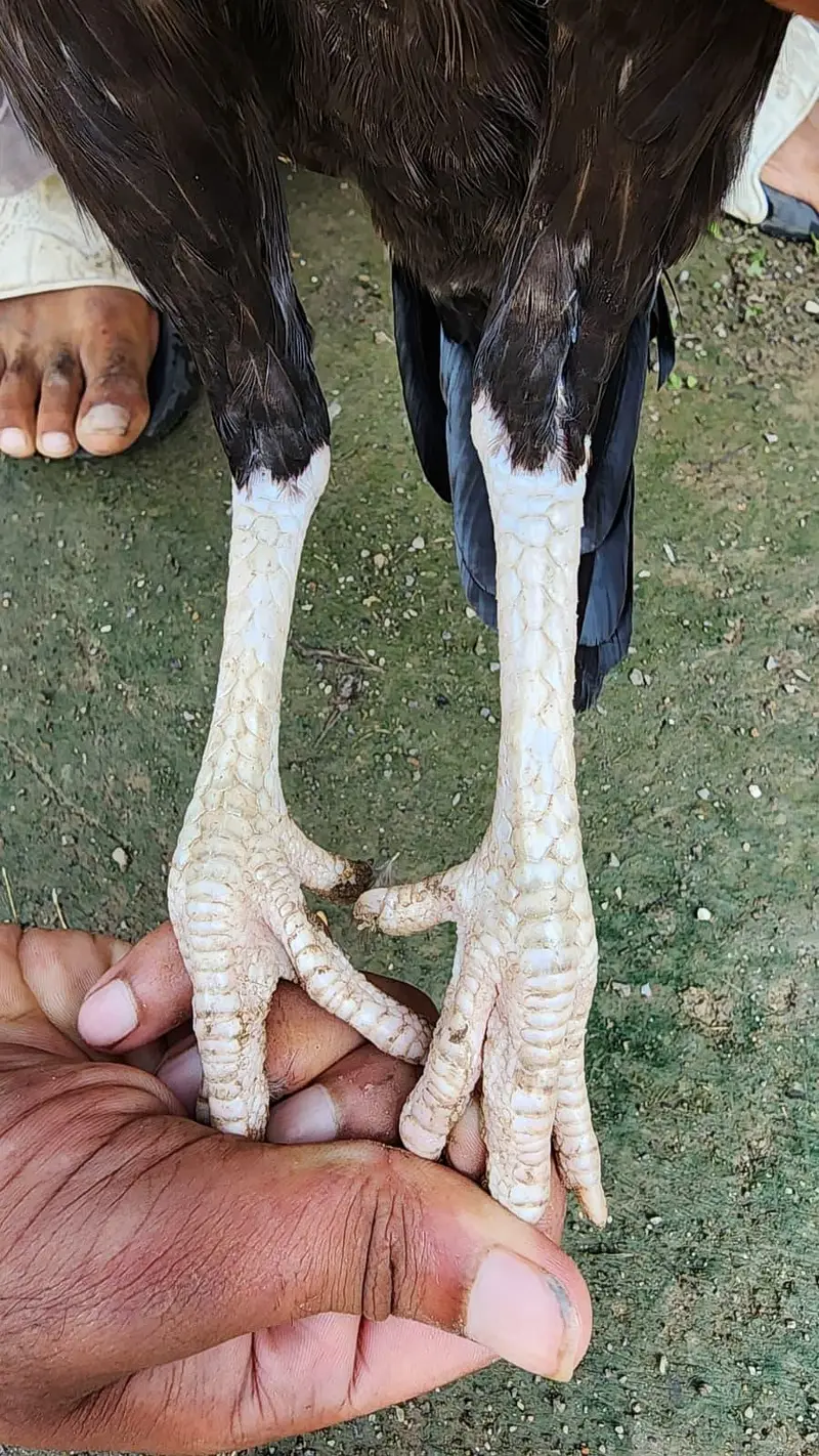 amrohi or marathi madi available — photo 12