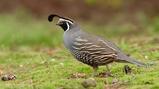 California quail breeder pair for sale