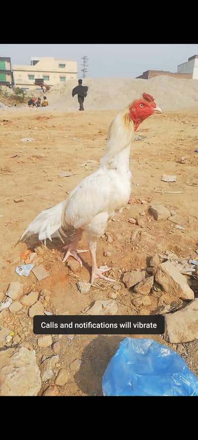 Quality Heera chicks for sale