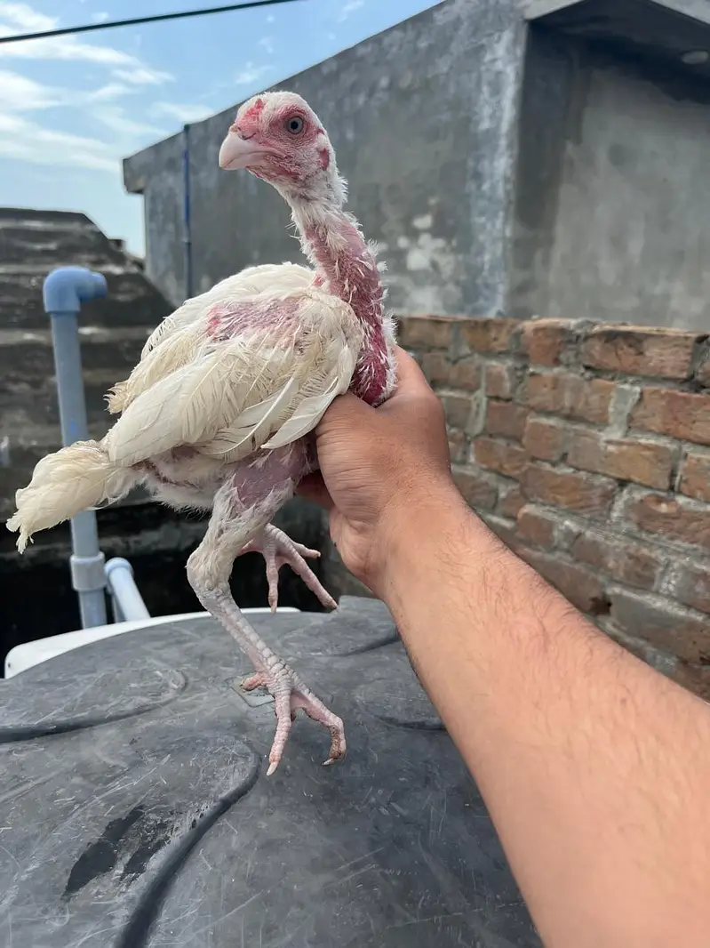 Quality Heera chicks for sale — photo 2