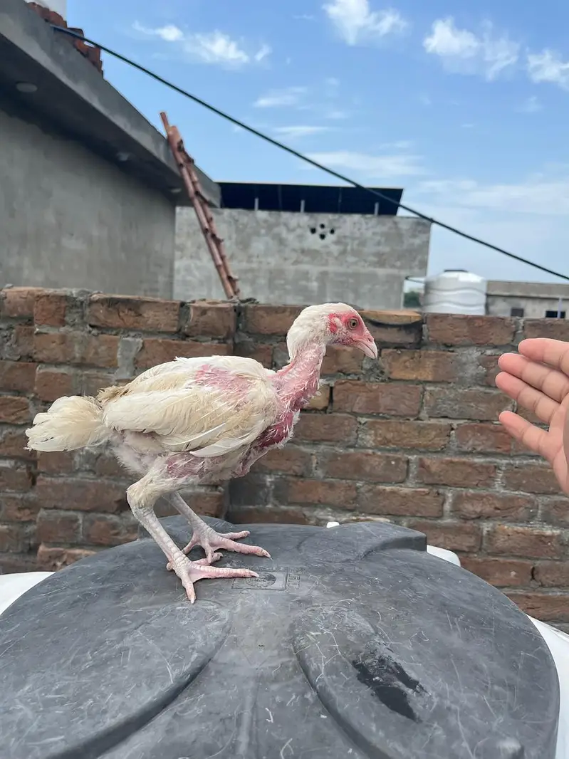 Quality Heera chicks for sale — photo 3