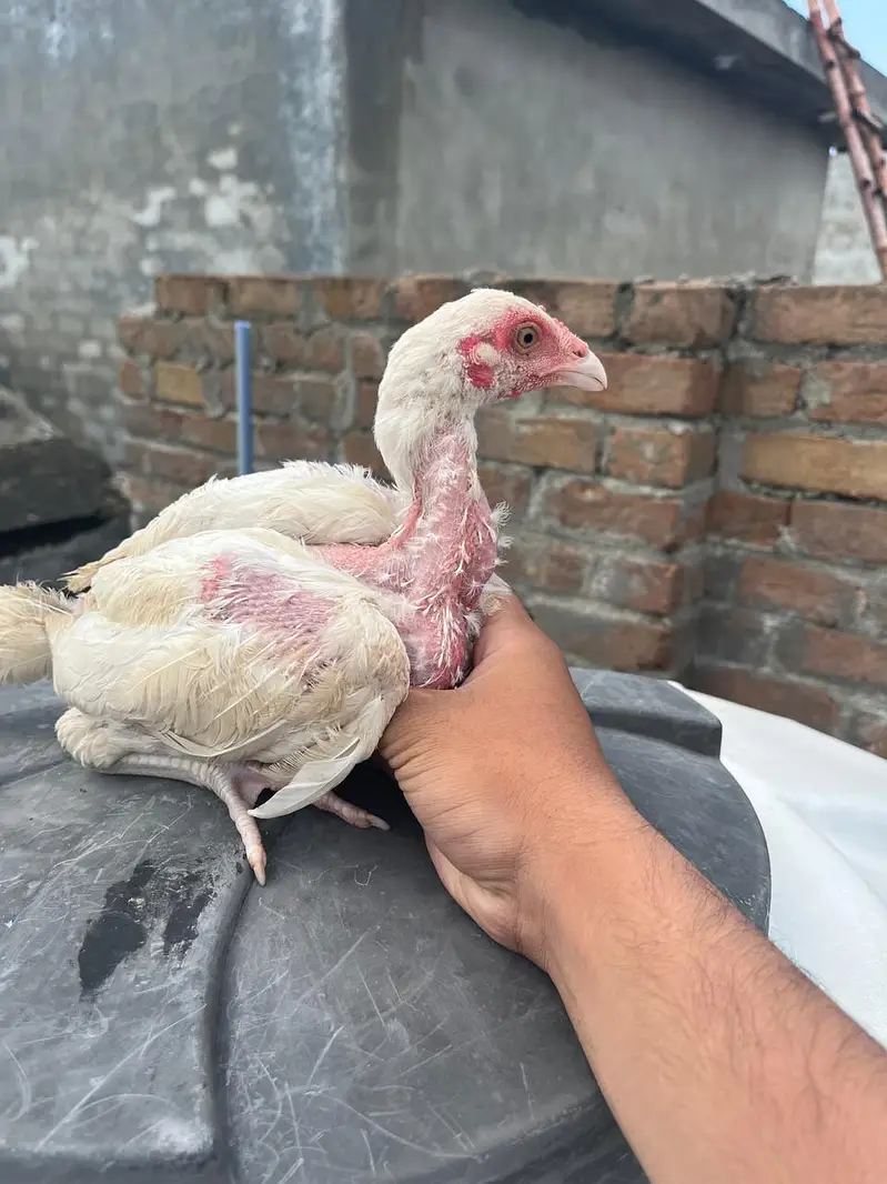 Quality Heera chicks for sale — photo 4