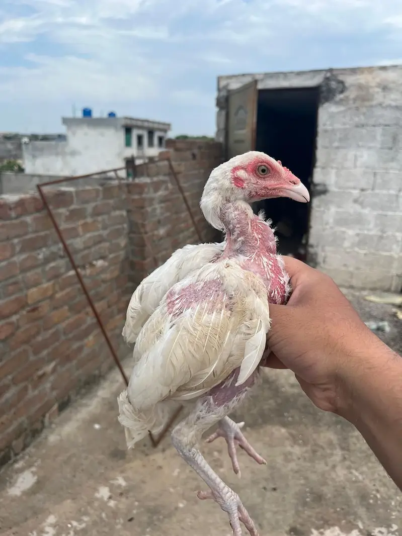 Quality Heera chicks for sale — photo 5