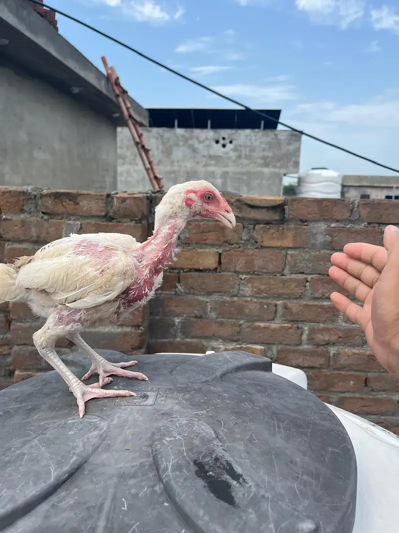 Quality Heera chicks for sale — photo 6