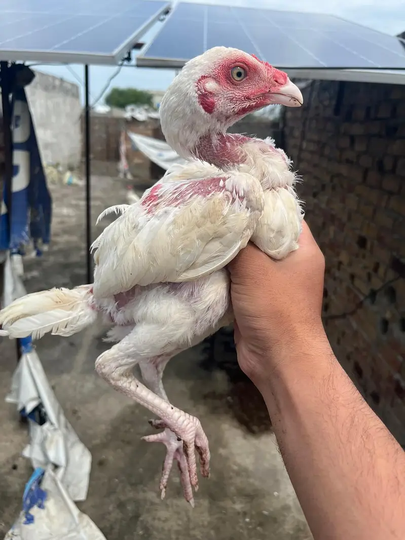Quality Heera chicks for sale — photo 7