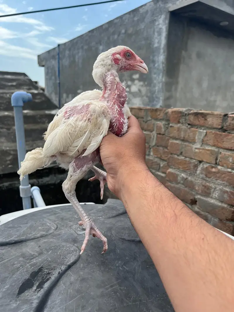 Quality Heera chicks for sale — photo 8