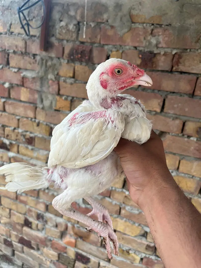 Quality Heera chicks for sale — photo 9