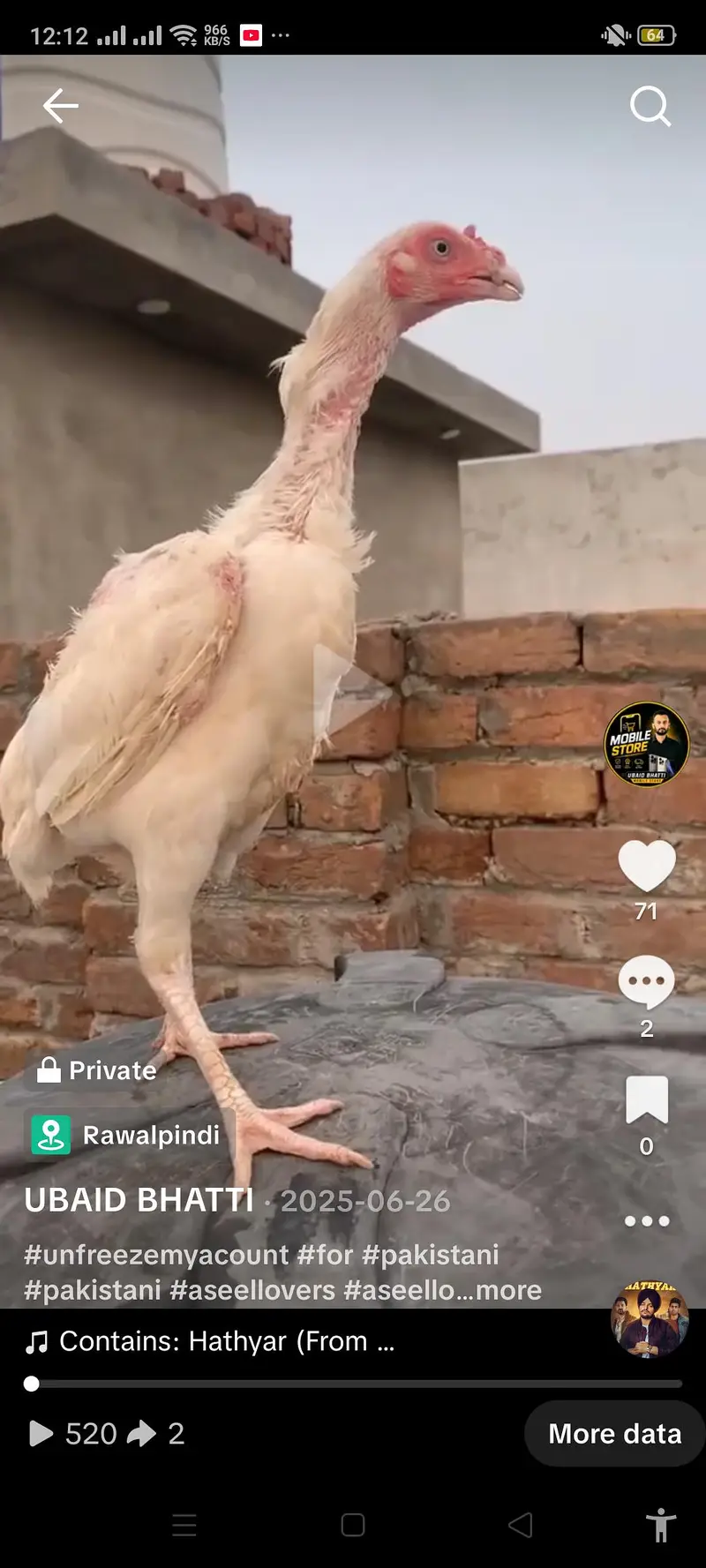 Quality Heera chicks for sale — photo 10