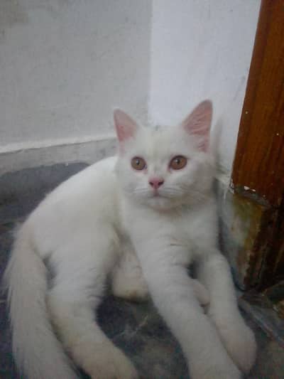 Persian Kitten male 4 months