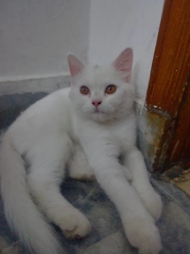 Persian Kitten male 4 months — photo 2