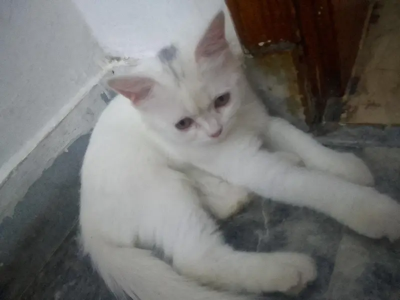 Persian Kitten male 4 months — photo 3
