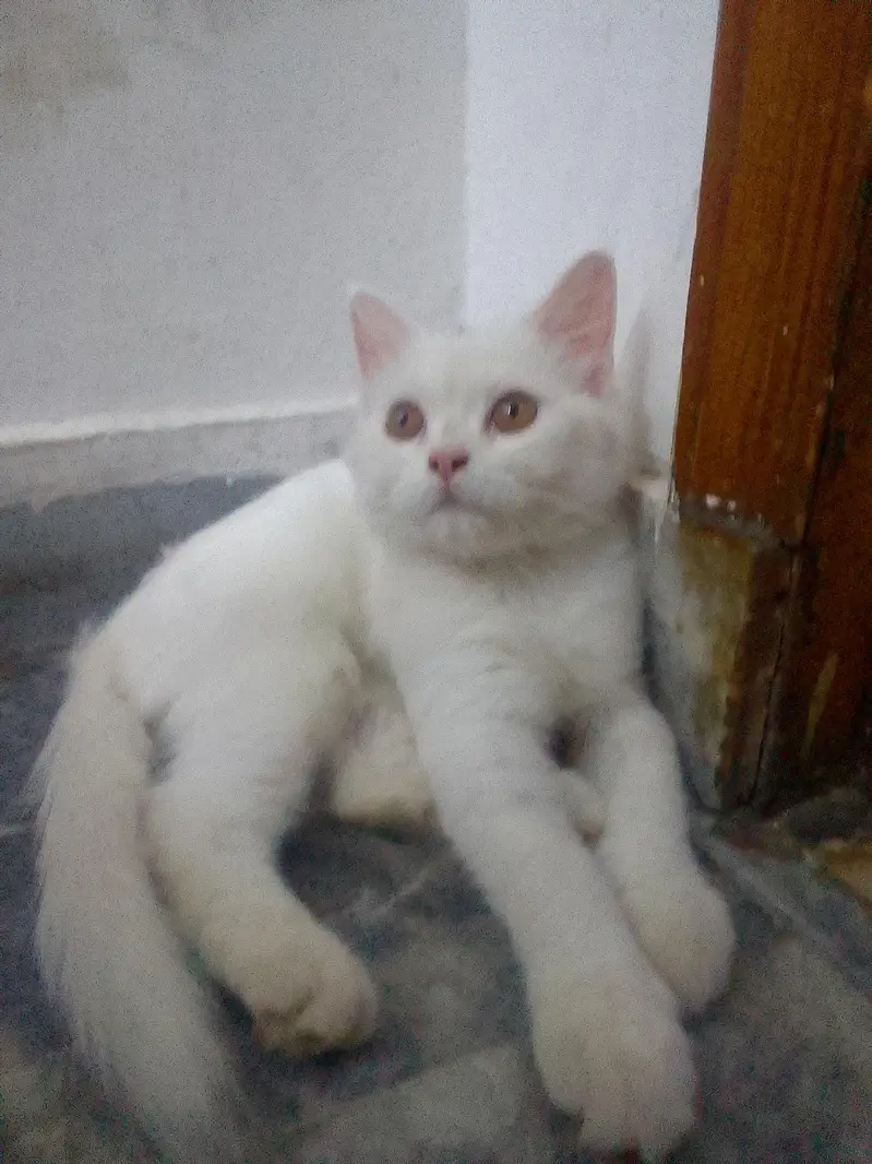 Persian Kitten male 4 months — photo 9