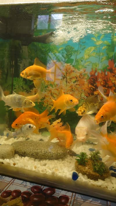 fish aquarium (tank) for sale with beautiful fishes urgent sale