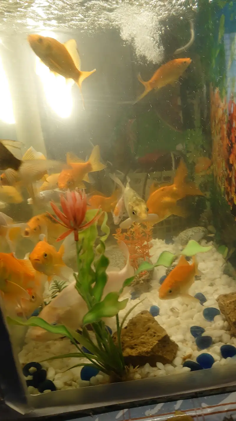 fish aquarium (tank) for sale with beautiful fishes urgent sale — photo 2