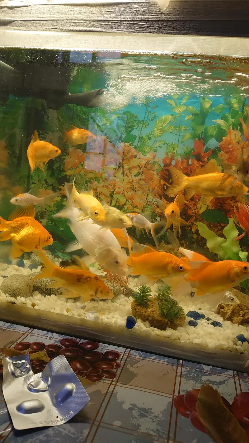 fish aquarium (tank) for sale with beautiful fishes urgent sale — photo 3