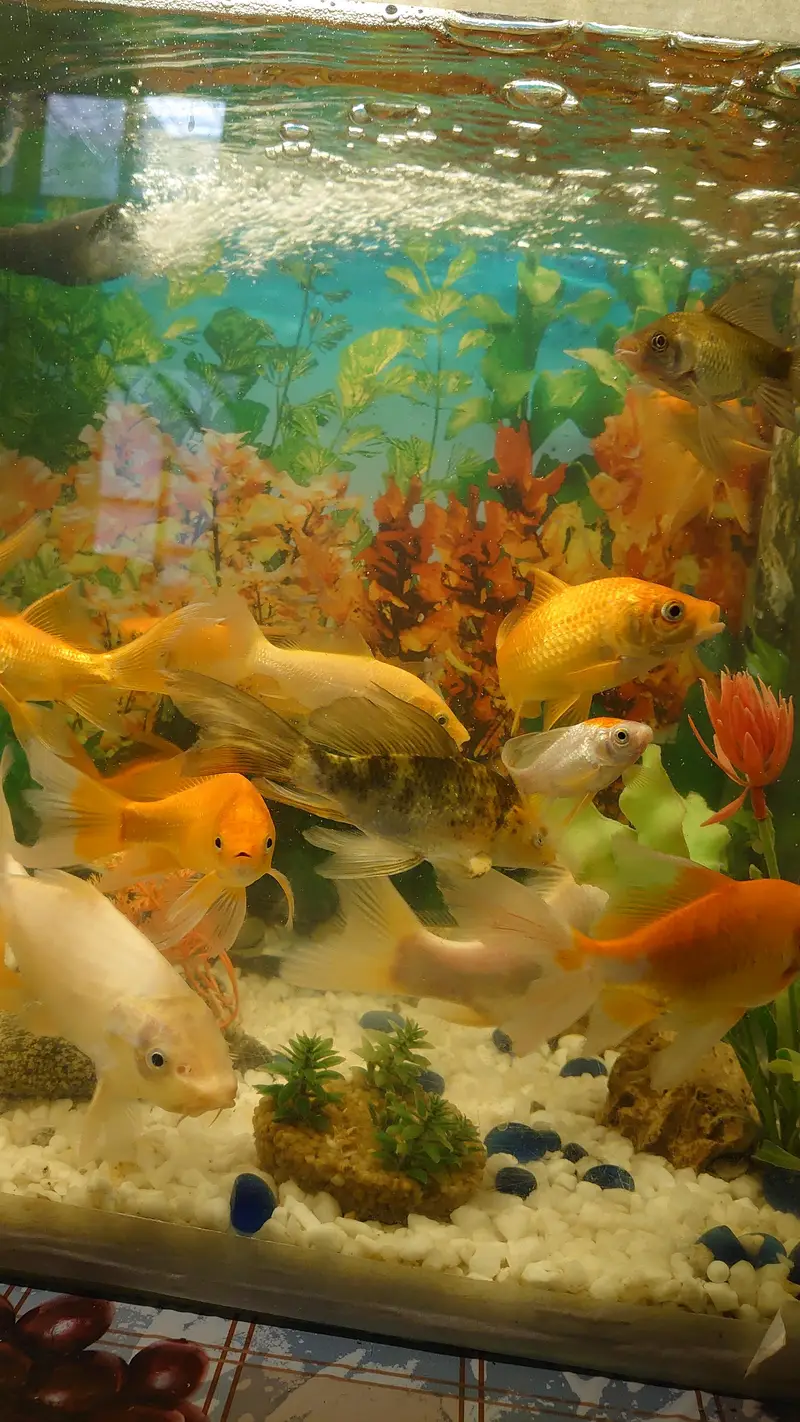 fish aquarium (tank) for sale with beautiful fishes urgent sale — photo 4