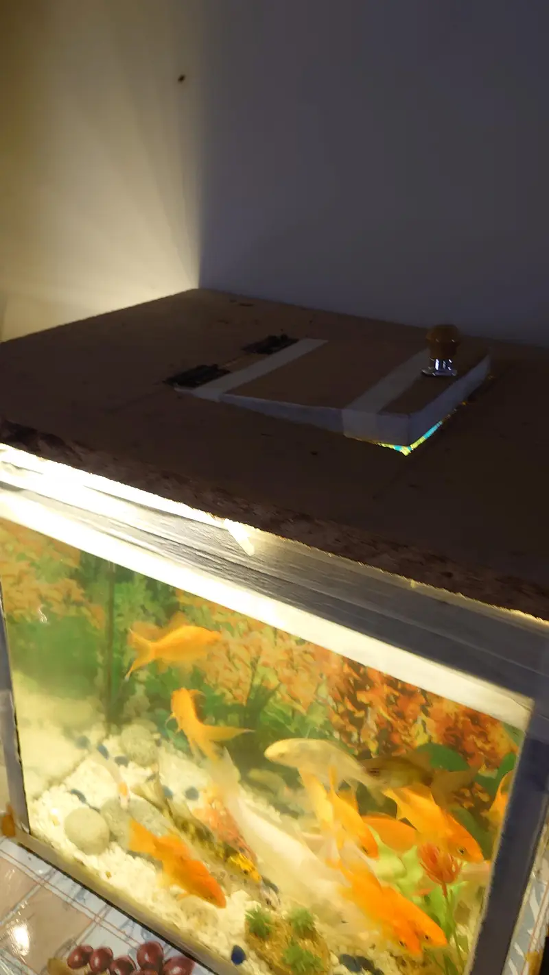 fish aquarium (tank) for sale with beautiful fishes urgent sale — photo 5