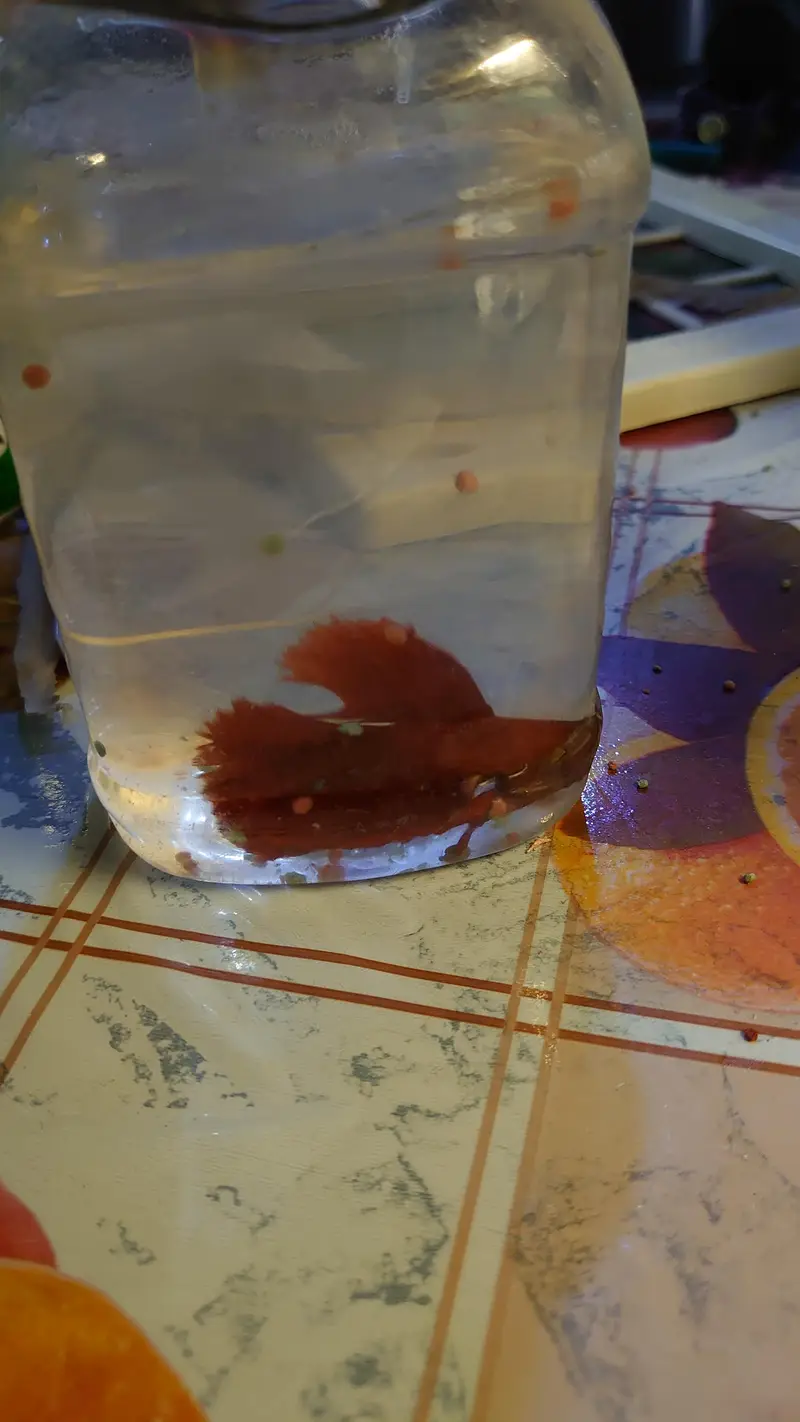 fish aquarium (tank) for sale with beautiful fishes urgent sale — photo 6