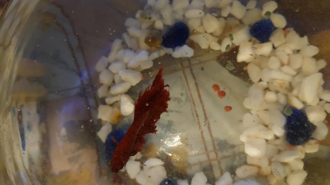 fish aquarium (tank) for sale with beautiful fishes urgent sale — photo 7