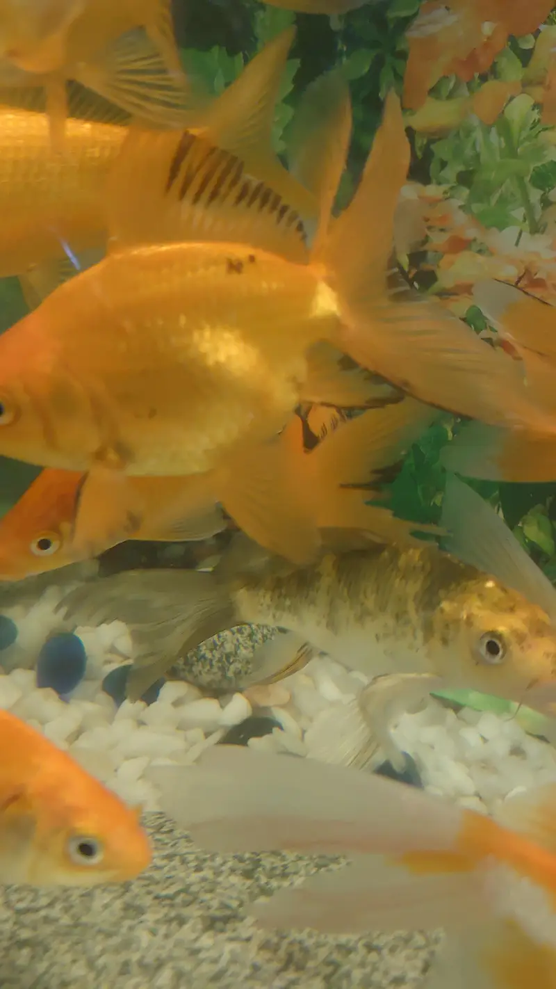 fish aquarium (tank) for sale with beautiful fishes urgent sale — photo 9