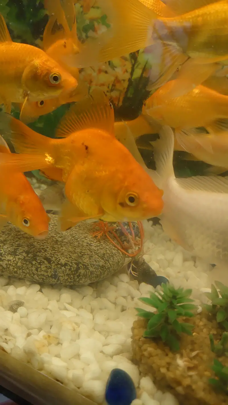 fish aquarium (tank) for sale with beautiful fishes urgent sale — photo 10