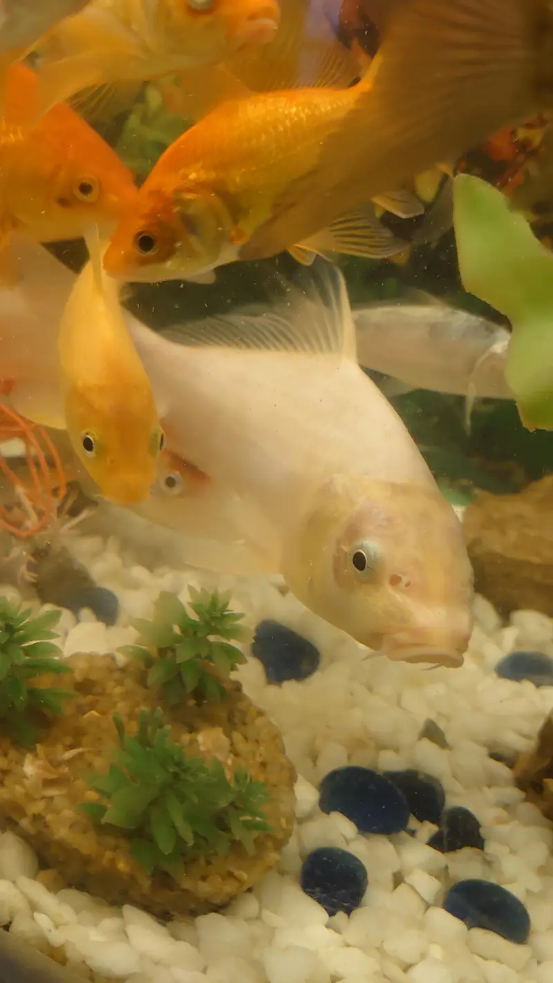 fish aquarium (tank) for sale with beautiful fishes urgent sale — photo 11