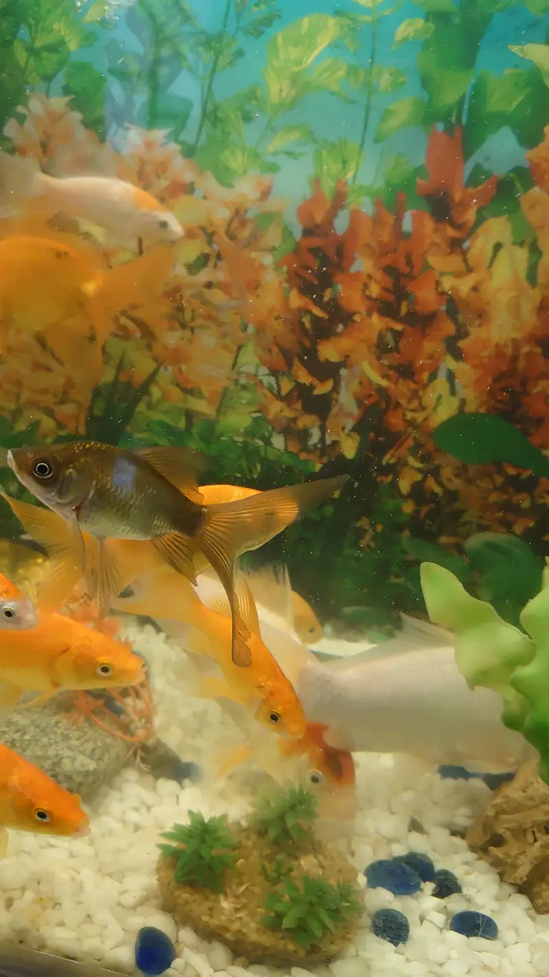 fish aquarium (tank) for sale with beautiful fishes urgent sale — photo 12