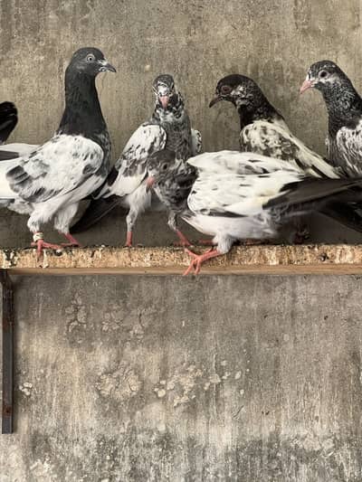 High fly bachy pigeons