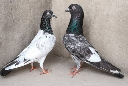 High Flyer Pigeons