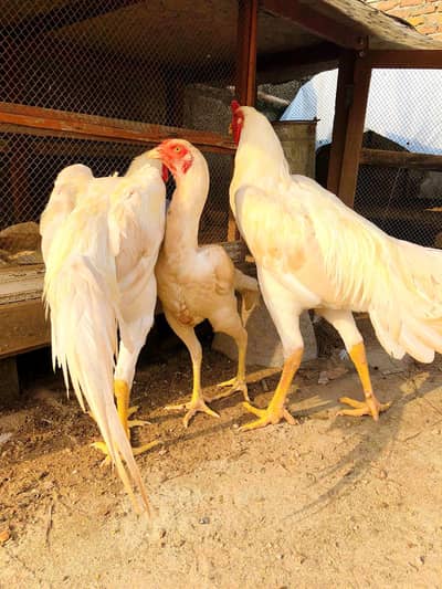 JAPANESE O KING SHAMOO CHICK'S