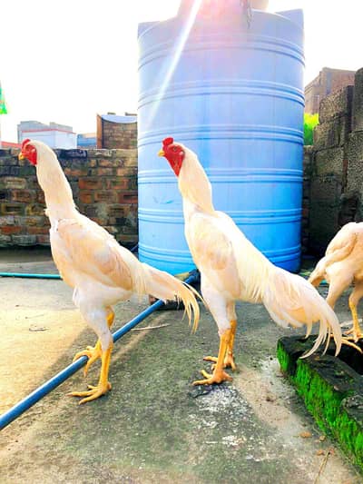 JAPANESE O KING SHAMOO CHICK'S
