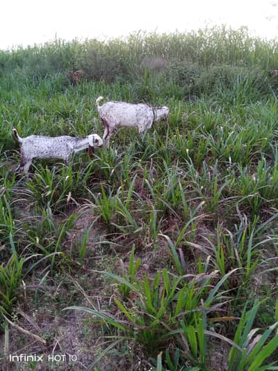 Makhichiini Goat Female with Kid – Healthy & Beautiful