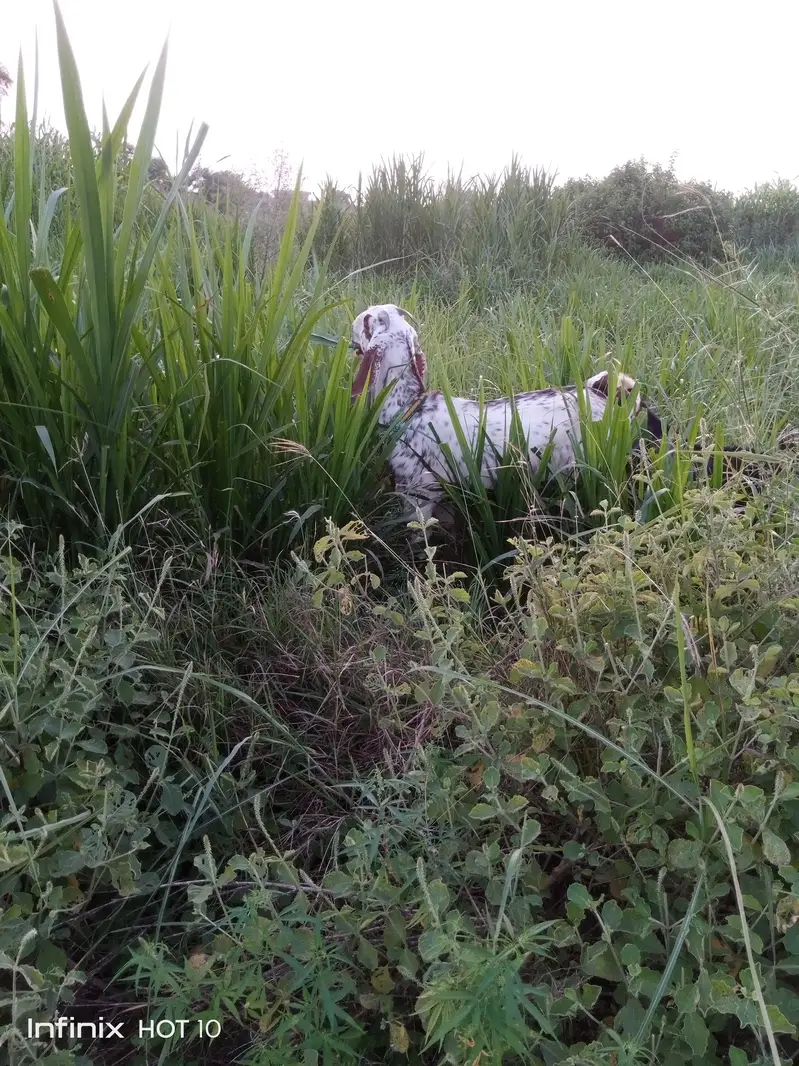 Makhichiini Goat Female with Kid – Healthy & Beautiful — photo 2