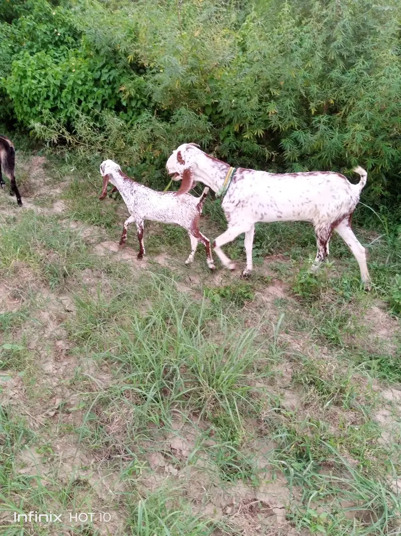 Makhichiini Goat Female with Kid – Healthy & Beautiful — photo 3