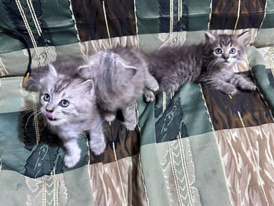 1 male and 2 female kittens ! for each price 10,000