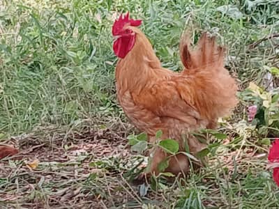 Golden Heavy buff Males. . . 1 Silkie Pair. . . . . . Pure Quality