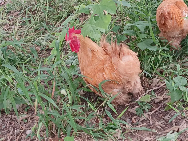 Golden Heavy buff Males. . . 1 Silkie Pair. . . . . . Pure Quality — photo 2