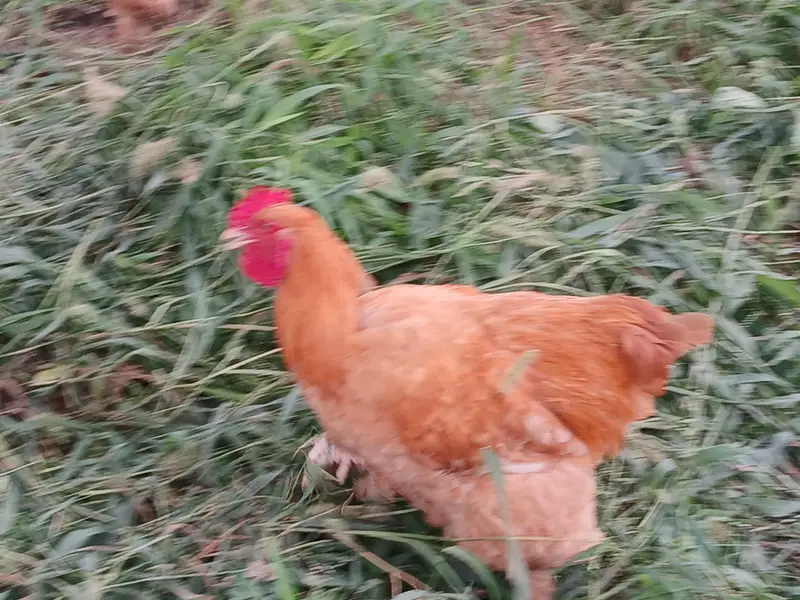 Golden Heavy buff Males. . . 1 Silkie Pair. . . . . . Pure Quality — photo 3