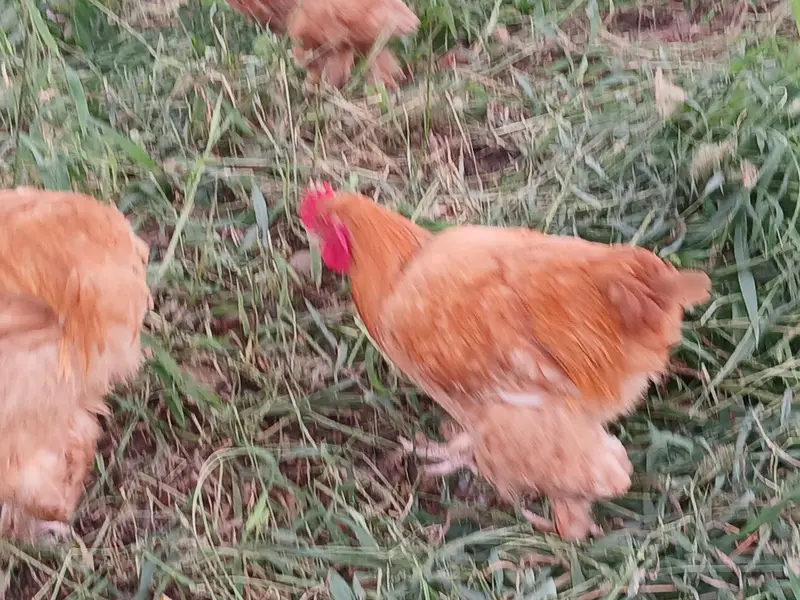 Golden Heavy buff Males. . . 1 Silkie Pair. . . . . . Pure Quality — photo 5