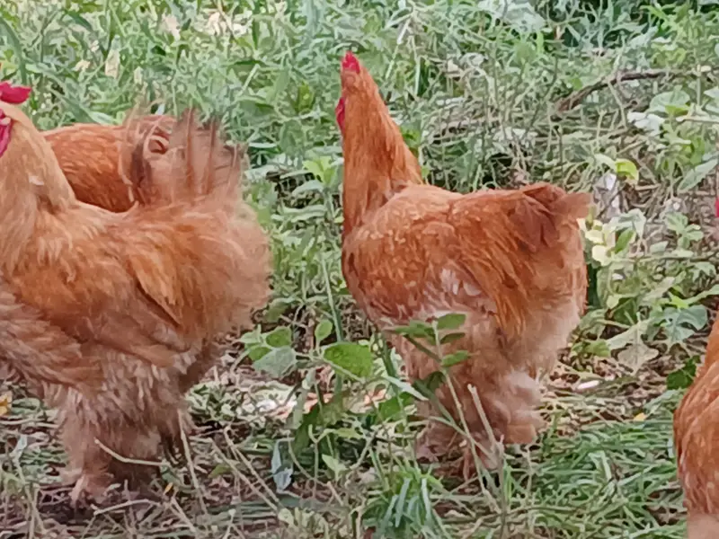Golden Heavy buff Males. . . 1 Silkie Pair. . . . . . Pure Quality — photo 6