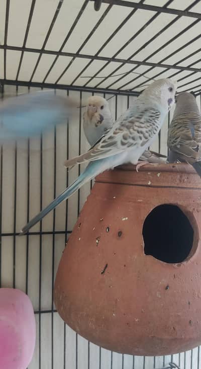 crust healthy and active budgies