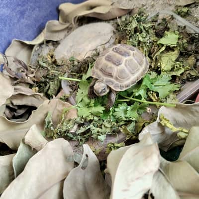 Russian tortoise for sale
