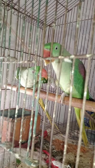 pair healthy and active All good