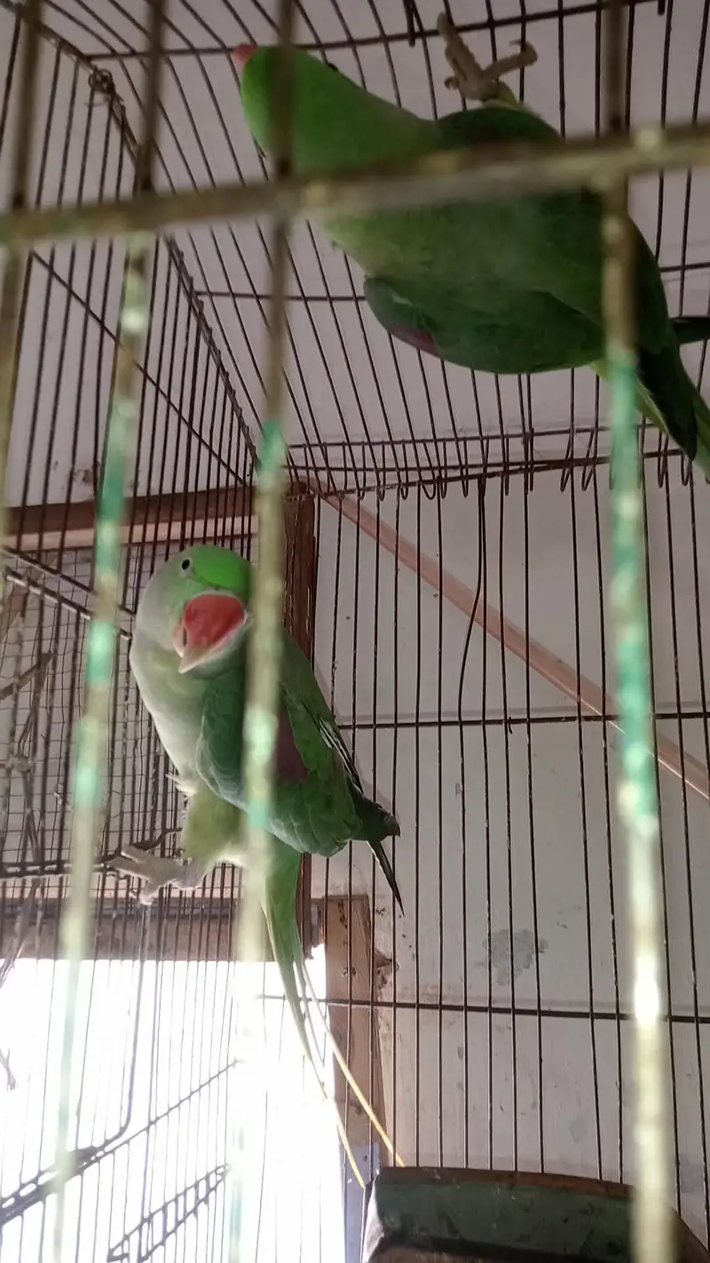 pair healthy and active All good — photo 2