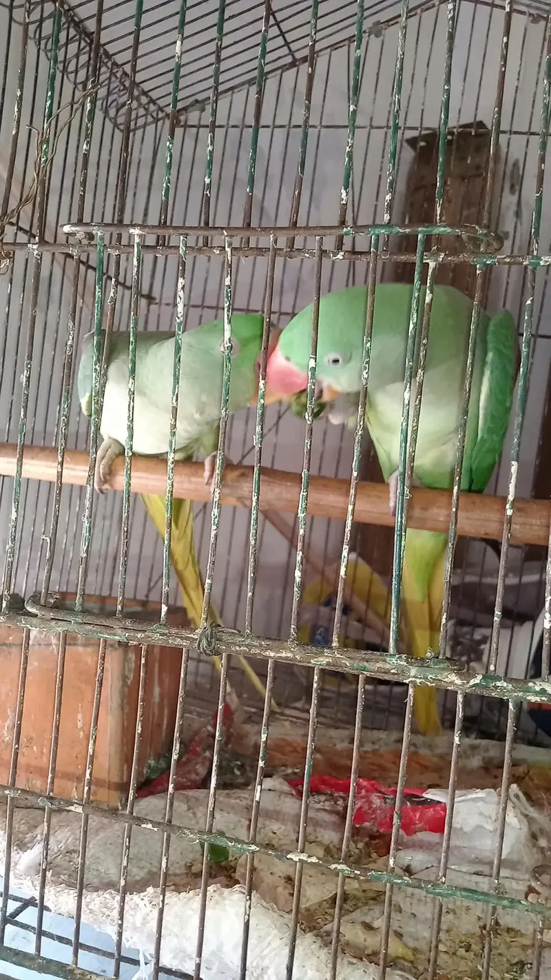 pair healthy and active All good — photo 3