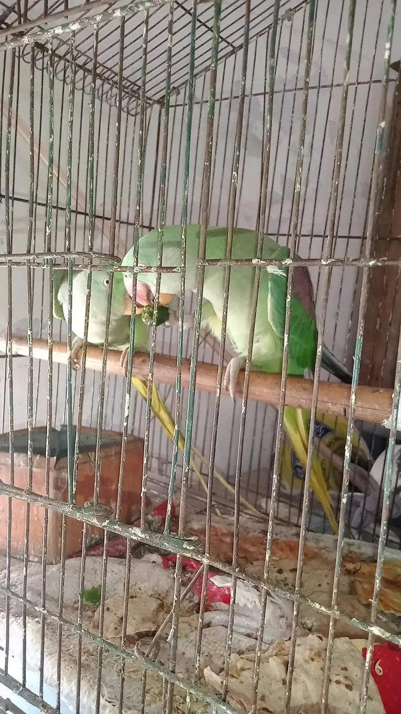 pair healthy and active All good — photo 4