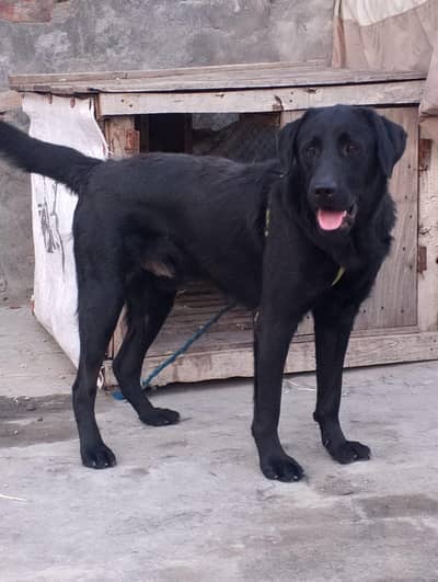 Labrador dog for sale